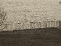 Möwen  Pentax K-1, SMC Pentax FA 1.9/43 Limited  - 17.12.2019 - : Landschaft, Vögel, Rhein, Hochwasser, Rheinwiesen, Fluss, Rheindeich, möwen