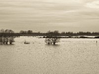 Hochwasser  Pentax K-1, SMC Pentax FA 1.9/43 Limited  - 17.12.2019 - : Landschaft, Rhein, Hochwasser, Rheinwiesen, Fluss, Lastkahn, Rheindeich