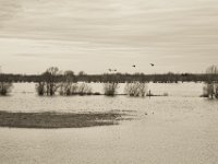 Gänseflug  Pentax K-1, SMC Pentax FA 1.9/43 Limited  - 17.12.2019 - : Landschaft, Gänse, Vögel, Rhein, Hochwasser, Wildgänse, Rheinwiesen, Fluss, Rheindeich