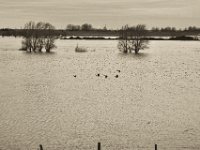 Lastkahn und Gänseflug  Pentax K-1, SMC Pentax FA 1.9/43 Limited  - 17.12.2019 - : Landschaft, Gänse, Vögel, Rhein, Hochwasser, Wildgänse, Rheinwiesen, Fluss, Rheindeich