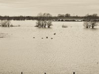 Gänseflug  Pentax K-1, SMC Pentax FA 1.9/43 Limited  - 17.12.2019 - : Landschaft, Gänse, Vögel, Rhein, Hochwasser, Wildgänse, Rheinwiesen, Fluss, Rheindeich