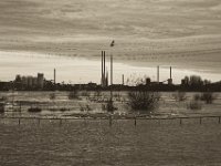 Guter Ausblick übers Hochwasser  Pentax K-1, SMC Pentax FA 1.9/43 Limited  - 17.12.2019 - : Landschaft, Fluss, Hochwasser, Rhein, Rheinwiesen, Rheindeich