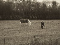 Vertraute Bekannte mit Regen-und Kälteschutz  Pentax K-1, SMC Pentax FA 1.9/43 Limited  - 17.12.2019 - : Weide, Pferde, Landschaft