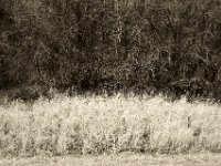 Schilfgras am kleinen See  Pentax K-1, SMC Pentax FA 1.9/43 Limited  - 17.12.2019 - : Landschaft, Kleiner See, Vögel, Wasser, Rheindeich