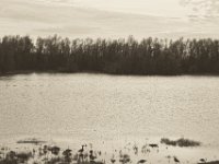 Gänse am Ufer des kleinen Sees : Landschaft, Kleiner See, Vögel, Wasser, Rheindeich