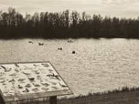 Informationstafel am kleinen See  Pentax K-1, SMC Pentax FA 1.9/43 Limited  - 17.12.2019 - : Landschaft, Kleiner See, Vögel, Wasser, Rheindeich