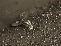 Hasenkopf am Feldweg  Pentax K-1, SMC Pentax FA 1.9/43 Limited  - 17.12.2019 -