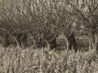 Kopfweiden  Pentax K-1, SMC Pentax FA 1.9/43 Limited  - 17.12.2019 -
