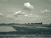 Wasserbüffel in der Ferne  Fuji GW 690 III, Fuji Acros 100@64