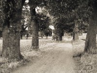Heimweg unter Eichen  Fuji GW 690 III, Fuji Acros 100@64