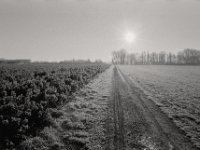Auf gefrorenen Wegen in der Morgensonne  Pentax MZ-S, SMC FA  1.8/31 Limited, Bergger Pancro 400@200  - 20.01.2019 -