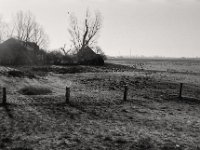 Wildgänse am Hof  Pentax MZ-S, SMC FA  1.8/31 Limited, Bergger Pancro 400@200  - 20.01.2019 -