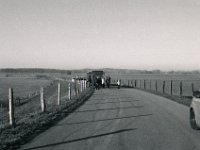 Wildgänse-Touristen  Pentax MZ-S, SMC FA  1.8/31 Limited, Bergger Pancro 400@200  - 20.01.2019 -
