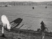 Schatten  Pentax MZ-S, SMC FA  1.8/31 Limited, Bergger Pancro 400@200  - 20.01.2019 -