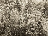 Stauden  Seagull 4A103 HAIOU 3.5/75, Bergger Pancro400