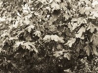 Feigenbaum im November  Seagull 4A103 HAIOU 3.5/75, Bergger Pancro400