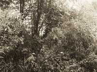 Blick zum Teich  Seagull 4A103 HAIOU 3.5/75, Bergger Pancro400