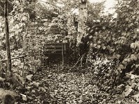 Gartenweg  Seagull 4A103 HAIOU 3.5/75, Bergger Pancro400