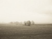 Rheinwiesen im Morgennebel  Pentax K-1, SMC Pentax -FA 1.8/31 AL Limited   - 25.12.2019 - : Niederrhein, Landschaft