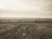 Gänse und Spuren  Pentax K-1, SMC Pentax -FA 1.8/31 AL Limited   - 25.12.2019 - : Landschaft, Niederrhein, Weide, Wildgänse
