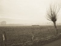 Wildgänse statt Kühe  Pentax K-1, SMC Pentax -FA 1.8/31 AL Limited   - 25.12.2019 - : Landschaft, Straße, Kopfweide, Niederrhein, Wildgänse
