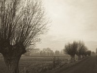 Kopfweiden auf der Bislicher Insel  Pentax K-1, SMC Pentax -FA 1.8/31 AL Limited   - 25.12.2019 - : Landschaft, Bäume, Straße, Kopfweide, Niederrhein, Wildgänse