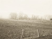 Wildgänse  Pentax K-1, SMC Pentax -FA 1.8/31 AL Limited   - 25.12.2019 - : Landschaft, Niederrhein, Bäume, Weide, Wildgänse