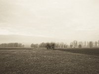 Kopfweiden im Feld  Pentax K-1, SMC Pentax -FA 1.8/31 AL Limited   - 25.12.2019 - : Bäume, Niederrhein, Landschaft