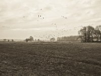 Gänse in Schwärmen  Pentax K-1, SMC Pentax -FA 1.8/31 AL Limited   - 25.12.2019 - : Landschaft, Felder, Niederrhein, Wildgänse