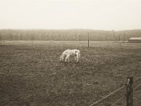 Schimmel  Pentax K-1, SMC Pentax -FA 1.8/31 AL Limited   - 25.12.2019 - : Pferde, Niederrhein, Landschaft