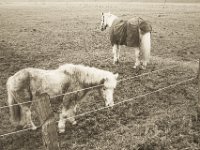 Schimmel mit Begleitung : Pferde, Niederrhein, Landschaft