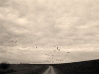 Gänseflug  Pentax MZ-S, SMC FA  1.8/31 Limited, Bergger Pancro400 : Weg, Wildgänse, Rheindeich