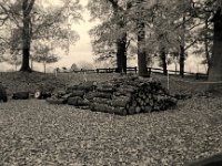 Baumschicksal  Pentax MZ-S, SMC FA  1.8/31 Limited, Bergger Pancro400 : Landschaft, Bäume, Eiche, Holzstapel, Baumstämme, Fürstenberg