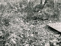 Blätterweg  Pentax 6x7, SMC Takumar 3.5/55, Rollei RPX 100@100