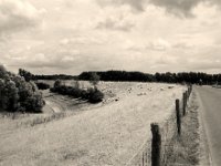Am Deichweg  Pentax Super A, SMC FA 1.8/31 AL Limited. Gelbfilter, Bergger Pancro400@250