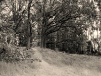 Ein Stückchen Wald  Pentax Super A, SMC FA 1.8/31 AL Limited. Gelbfilter, Bergger Pancro400@250