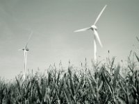 Mais und Windkraft  Fuji GW 690 III, Rollei RPX 100@64