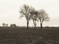 Drei auf dem Hügel  Pentax MZ-S, SMC FA  1.9/43 Limited, Bergger Pancro400
