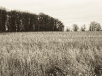 Feld und Wald  Pentax MZ-S, SMC FA  1.9/43 Limited, Bergger Pancro400  - 03.01.2020 -