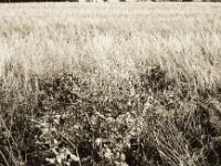 Filigranes Feld  Pentax MZ-S, SMC FA  1.9/43 Limited, Bergger Pancro400