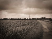 Der Mais wächst  Pentax K-1, smc PENTAX-FA 31mm F1.8 AL Limited  - 03.07.2020 - : Landschaft, Feld, Weg, Windrad