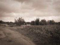 Maisfeld und Baggersee  Pentax K-1, smc PENTAX-FA 31mm F1.8 AL Limited  - 03.07.2020 - : Weg, Feld, Landschaft