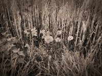 Brennnessel und Mohn  Pentax K-1, smc PENTAX-FA 31mm F1.8 AL Limited  - 03.07.2020 - : Landschaft, Feld, Blüten, Getreidefeld, Mohn