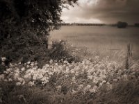 Blüten am Weidezaun  Pentax K-1, smc PENTAX-FA 31mm F1.8 AL Limited  - 03.07.2020 - : Landschaft, Rheindeich, Weide, Viadukt