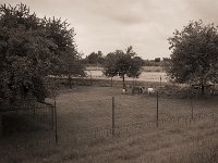 Pony und Ziegen im Garten  Pentax K-1, smc PENTAX-FA 31mm F1.8 AL Limited  - 03.07.2020 - : Landschaft, Pony, Garten, Ziege