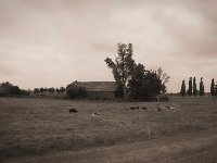 Bauerngehöft und Kühe hinterm Rheindeich  Pentax K-1, smc PENTAX-FA 31mm F1.8 AL Limited  - 03.07.2020 - : Landschaft, Kühe, Weide, Bauernhof