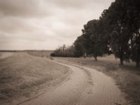 Rheindeichweg und tote Bäume  Pentax K-1, smc PENTAX-FA 31mm F1.8 AL Limited  - 03.07.2020 - : Weg, Bäume, Landschaft
