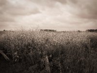 Blüten hinterm Weidezaun  Pentax K-1, smc PENTAX-FA 31mm F1.8 AL Limited  - 03.07.2020 - : Landschaft, Bislicher Insel, Felder, Blüten, Weidenzaun