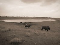 Der Büffelnachwuchs liegt am Wasser  Pentax K-1, smc PENTAX-FA 31mm F1.8 AL Limited  - 03.07.2020 - : Bislicher Insel, Wasserbüffel, Landschaft