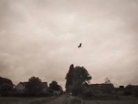 Storchenflug  Pentax K-1, smc PENTAX-FA 31mm F1.8 AL Limited  - 03.07.2020 - : Störche, Landschaft